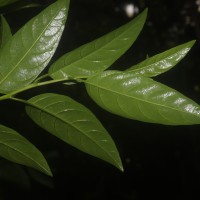 Cestrum nocturnum L.